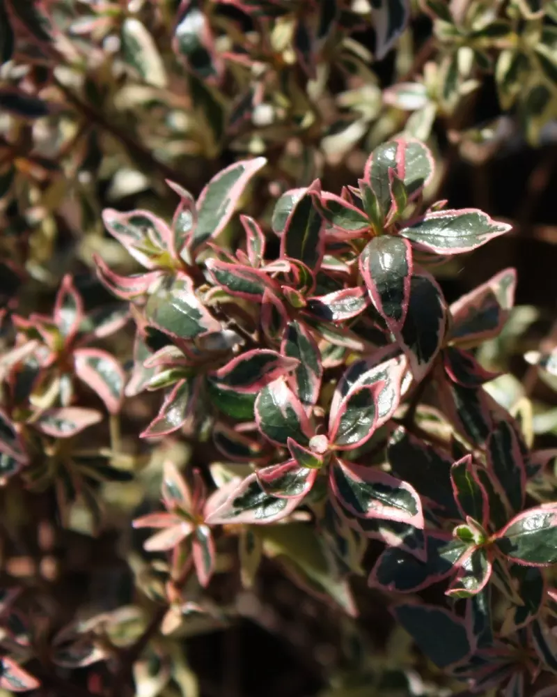 Abelia x grandiflora “Confetti” - immagine 2